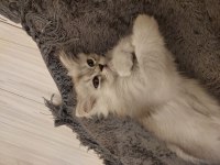 2 Adet British Longhair