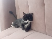 1.5 yaşında scottish erkek