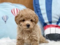 Efsane Maltipoo Yavruları