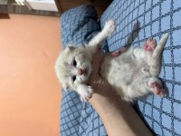 British Yavrularımız Rezerveye Açıktır