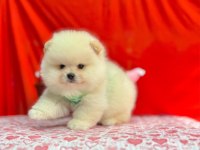 Safkan Pomeranian Boo Yavrularımız
