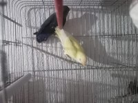 Yavru Çift Sevda Papağanı