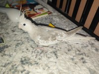 Yeme düşmüş ele alışık sultan papağanı