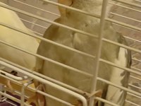 8 aylık dişi eğitime ve eşe uygun sultan papağanı