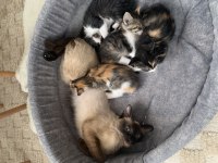 Bu Yavru Kediler Sahiplendirilecektir