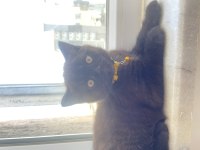 3 Aylık Erkek Kedimiz