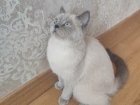 British Shorthair Blue Point