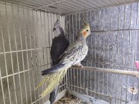 Tek Veya Çift Sultan Papağanları