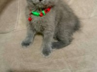 Yavru Kedilerin Mama Tuvalet Eğitimi Verildi