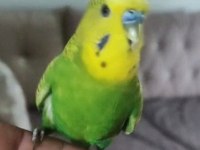 Konuşan Çift Veya Tek Muhabbet Kuşu