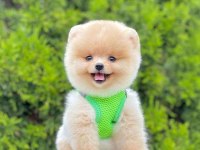 Safkan pomeranian boo köpekler