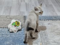 2.5 Aylık Dişi British