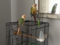 Takım Bilezikli Konur Papağanı