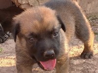 Safkan Belçika Kurt Yavruları