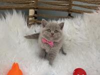 British shorthair lilak 2 aylık