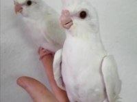 10 Günlük Yavru Heawy Albino Pied Lutino Sultan Papağanı Yavruları