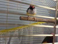 Takım Gökkuşağı İspinozu