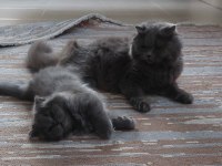 British Longhair Kedilerimiz 2 Tane