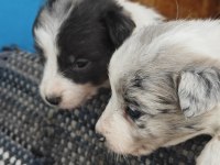 A ve b şecereli border collie yavrular
