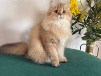 British Longhair Kızlar