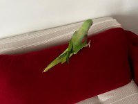 Full evcil alexander papağanı 3 yaşında