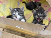 5 yavru kediye ömürlük yuva