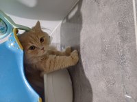 6 Aylık British Longhair