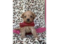 Orijinal Toy Poodle Yavrular - Tüy Dökmeyen