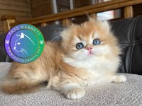 Golden Yeleli British Longhair Yavrumuz