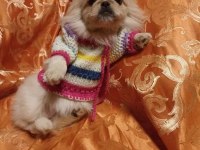 İmperyal Pekinez Köpeği Yavrularımız