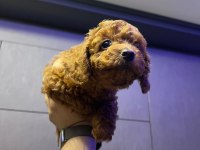 Kore 56 günlük toy poodle dişi ve erkek yuva arıyor
