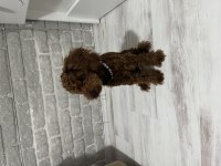 6 aylık yavru erkek poodle