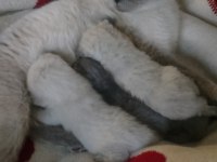 Scottish Fold Yavru Kediler