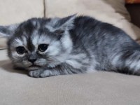 Dişi, Silver Ayı Surat Safkan Yavru Kedimiz