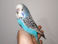 Çocuklar bile eğitebilir istanbul içi eve teslim muhabbet kuşu