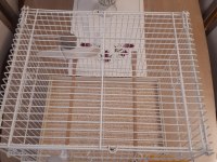 Üretime Hazır Muhabbet Kuşu Çifti Büyük Boy Kafes Seti