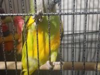 Full Evcil 6 Aylık Yavru Senegal Papağanı