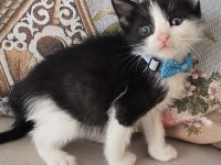 Ücretsiz bebek kedim