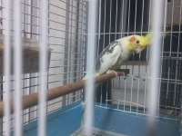 Sultan Papağanı Yavrusu