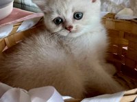 Tatlı Bebek Kediler