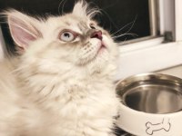 4 Aylık Kedimi Sahiplendireceğim