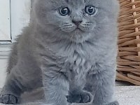 Muhteşem Silver Point British Shorthair