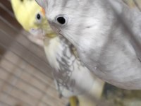 Sağlam Kan Hattı Olan Takım Sultan Papağanı