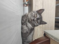 British 2 Yavrumuzu Sahiplendiriyoruz