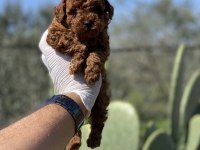 Sağlık Ve Irk Garantili Toy Poodle Yavrularımız