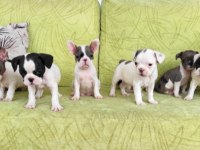 Baldan tatlı french bulldog yavrularım