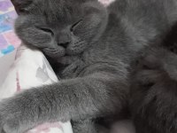 British cins yavru kediler