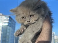 2 tane çok güzel british kediler sahiplerini bekliyor