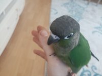 Yeme Düşmüş Yeşil Yanaklı Konur Papağanı