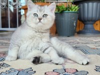 Acil safkan british shorthair oğlumuz